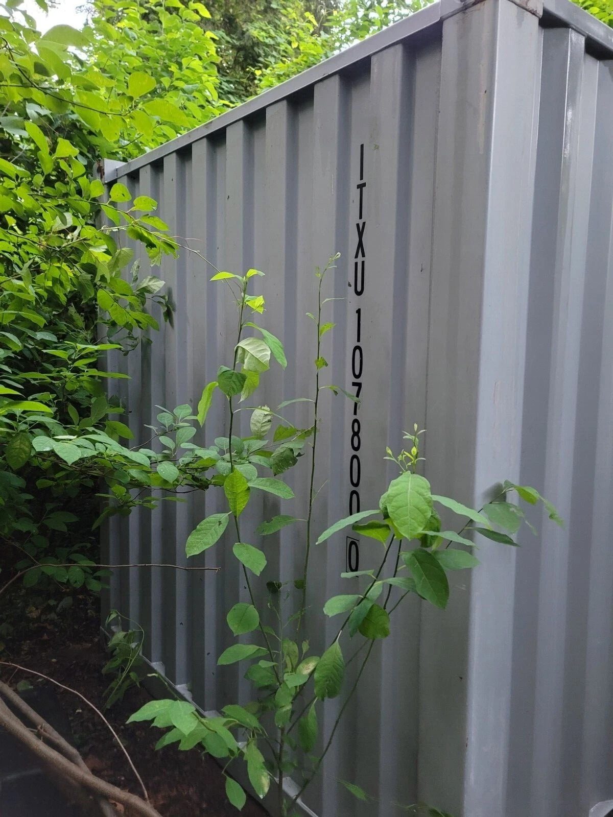 20ft Used Shipping Container – Wind & Watertight Storage – gray container side partially obscured by dense vegetation